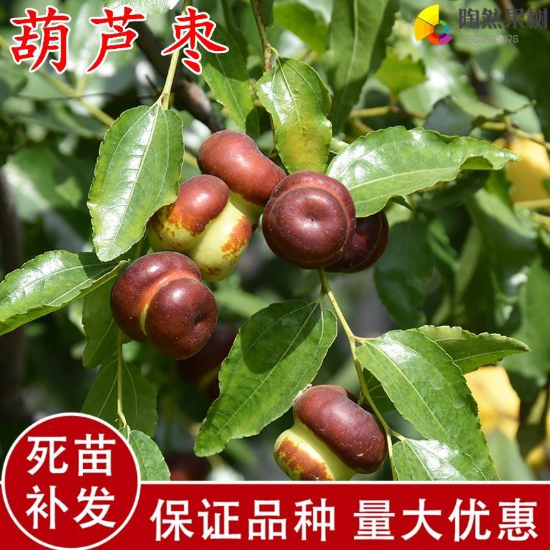 葫芦枣苗，新品种，价格好，脆甜可口，基地直供