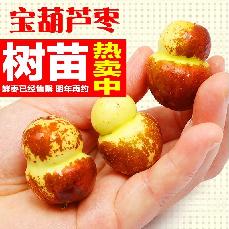 葫芦枣苗，新品种，价格好，脆甜可口，基地直供