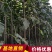 泡桐苗大型泡桐树苗繁育基地规格齐全量大从优