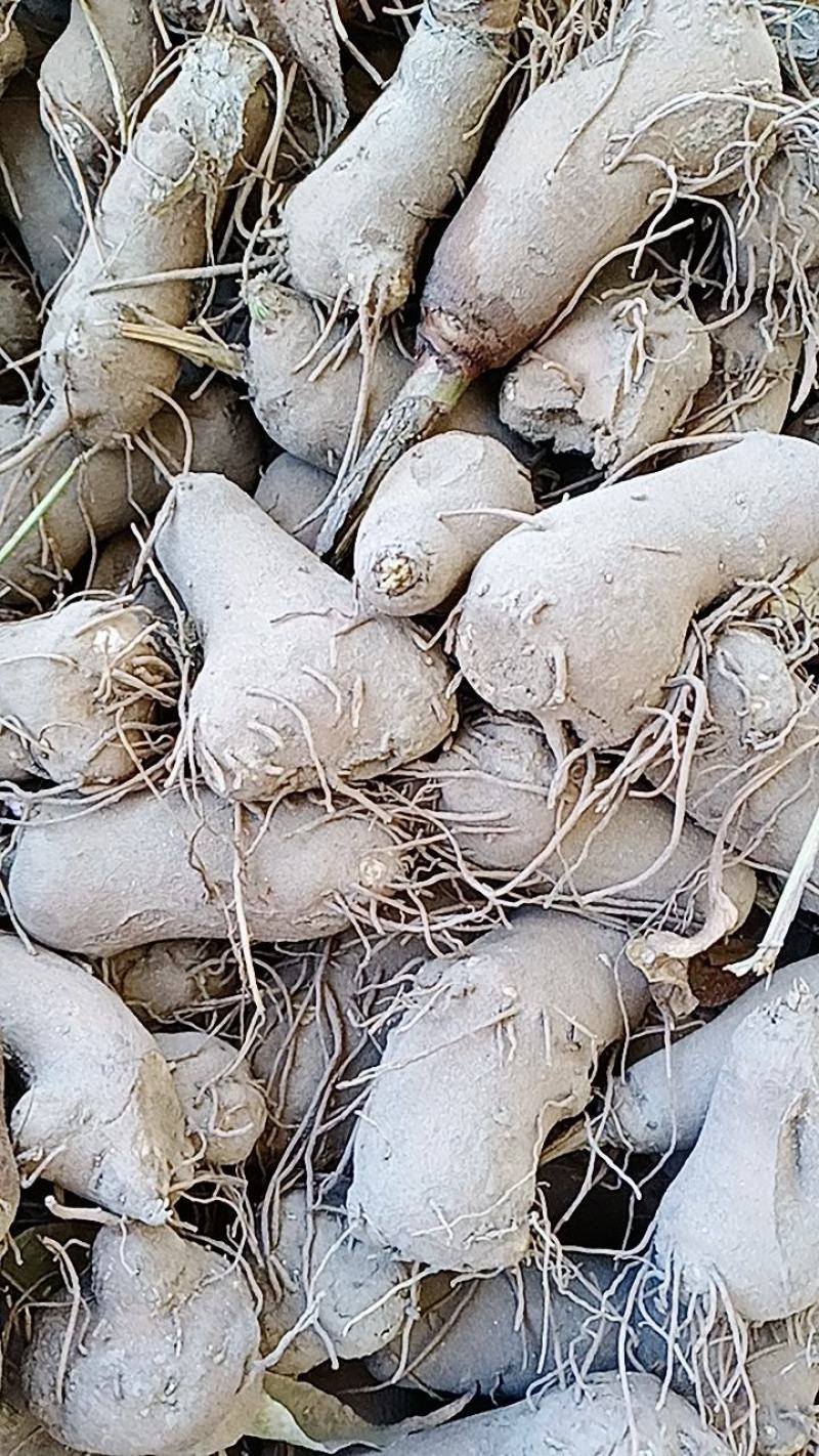 改良白术芽子，大量出售，无死苗没有浇水，质量好