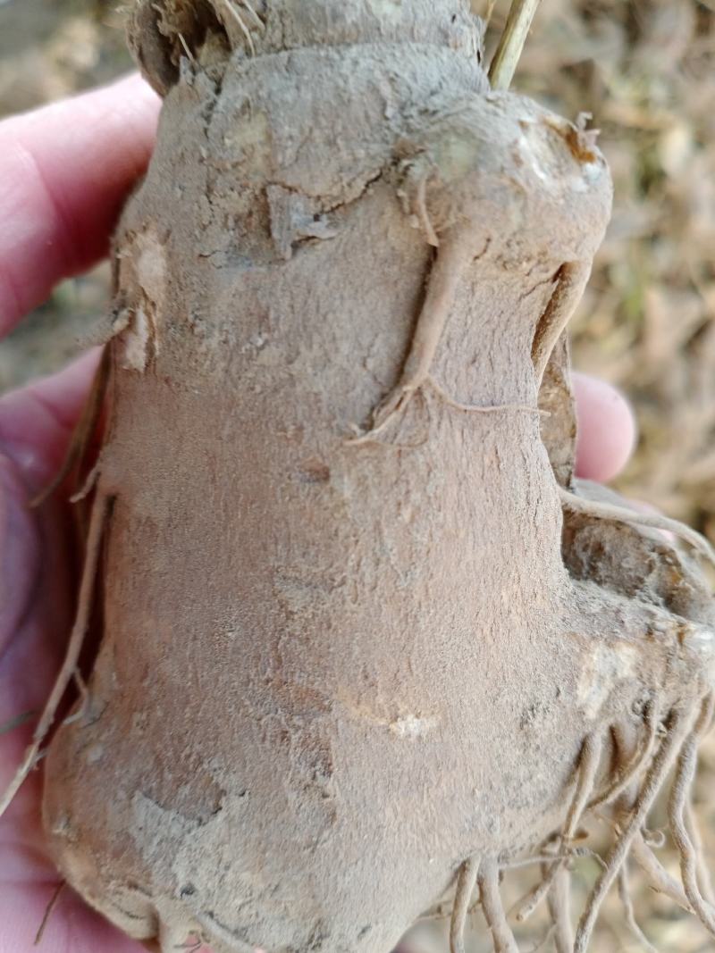 改良白术芽子，大量出售，无死苗没有浇水，质量好