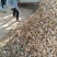 改良白术芽子，大量出售，无死苗没有浇水，质量好