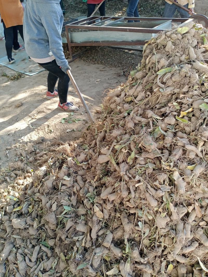 改良白术芽子，大量出售，无死苗没有浇水，质量好