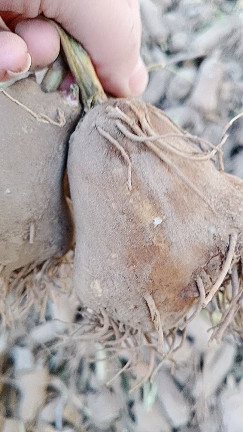 改良白术芽子，大量出售，无死苗没有浇水，质量好