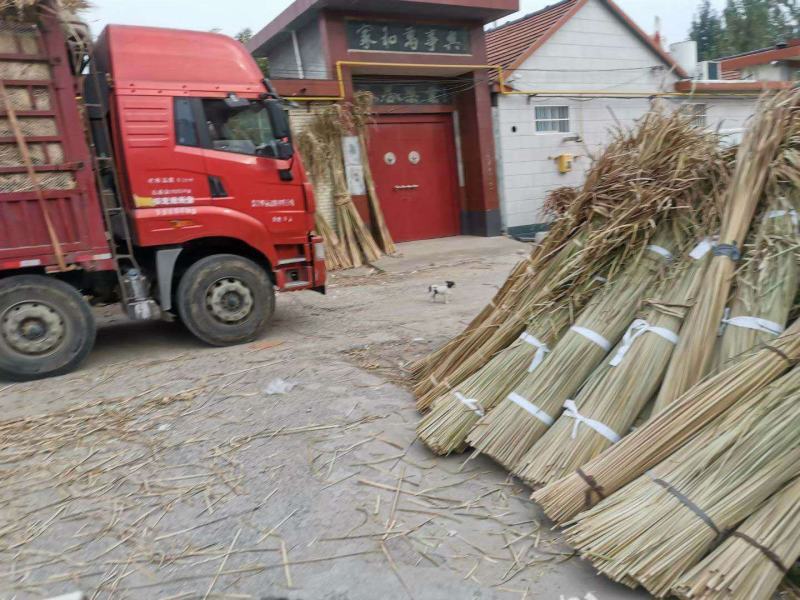 干蒲叶，蒲草，农户一手货源，可用于编织草绳，工艺品等使用