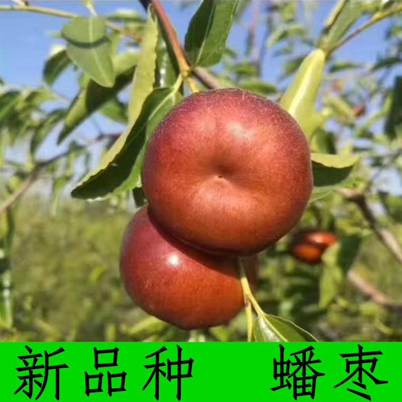 蟠枣苗，稀有品种，卖相好，甜度高，可规模种植
