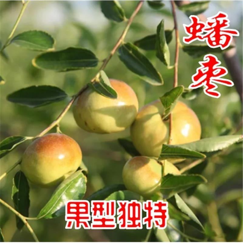 蟠枣苗，稀有品种，卖相好，甜度高，可规模种植