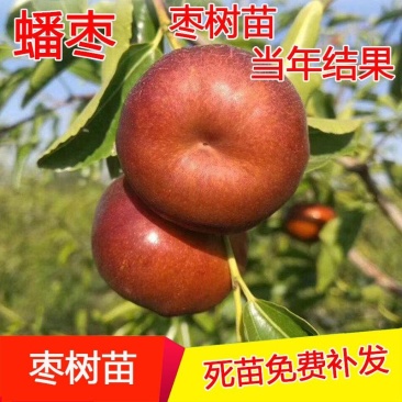 蟠枣苗，稀有品种，卖相好，甜度高，可规模种植