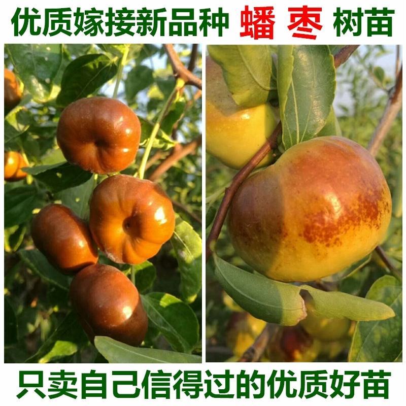 蟠枣苗，稀有品种，卖相好，甜度高，可规模种植
