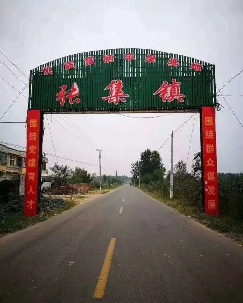 豫东张集红富士苹果开售