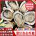 《产地直供》湛江台山生蚝，常年供应，规格齐全，全国发货