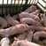 山东仔猪猪场直销品种齐全常年有货全国发货