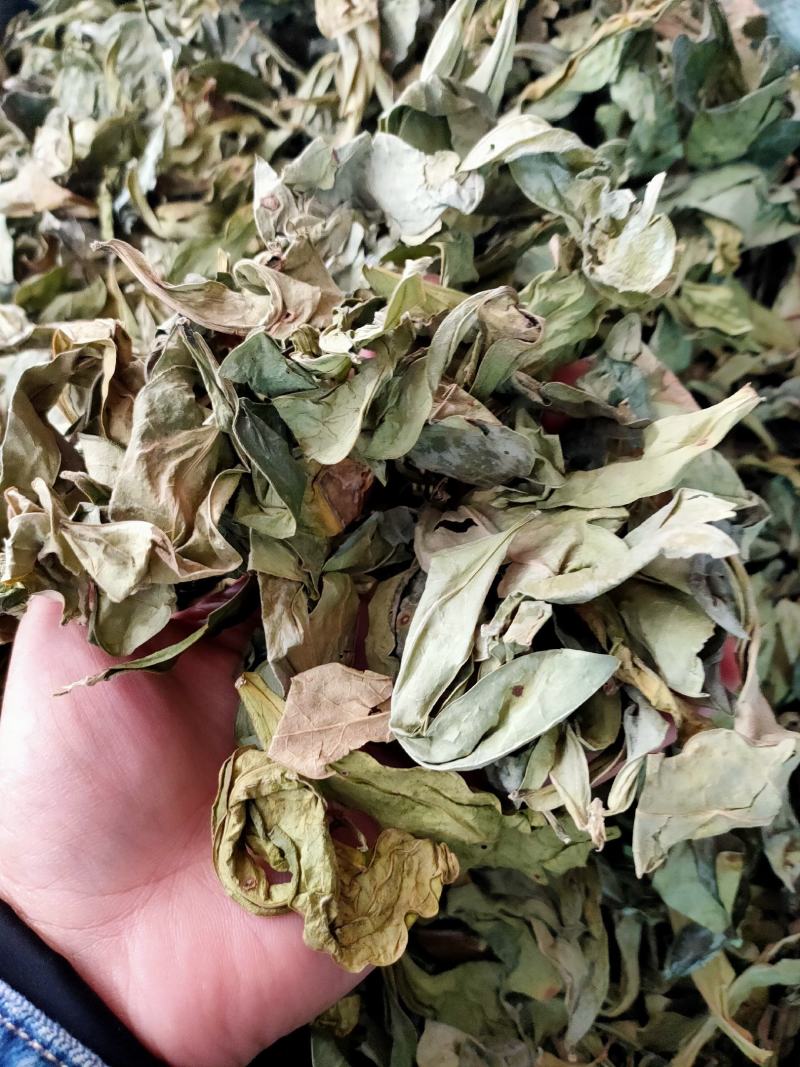 中药材新货龙利叶龙俐叶龙舌叶/龙脷叶牛耳叶