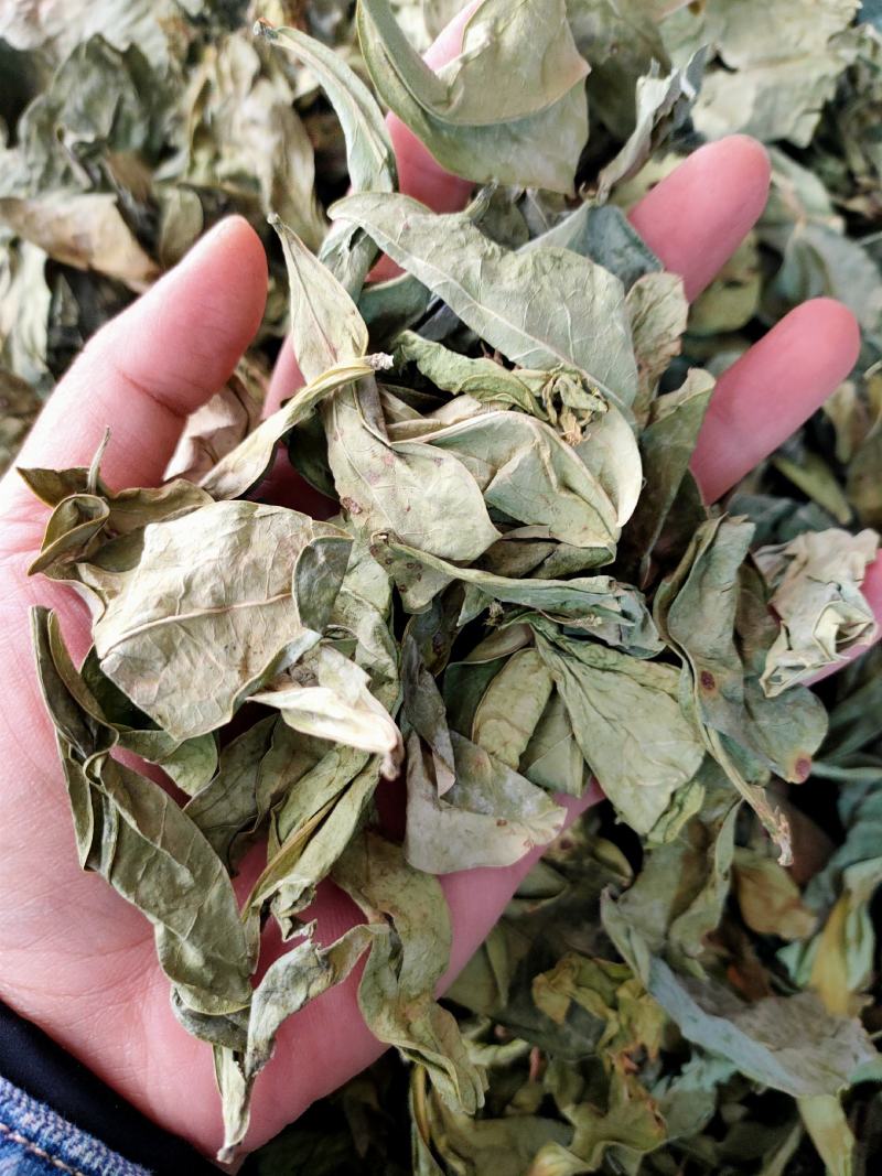 中药材新货龙利叶龙俐叶龙舌叶/龙脷叶牛耳叶