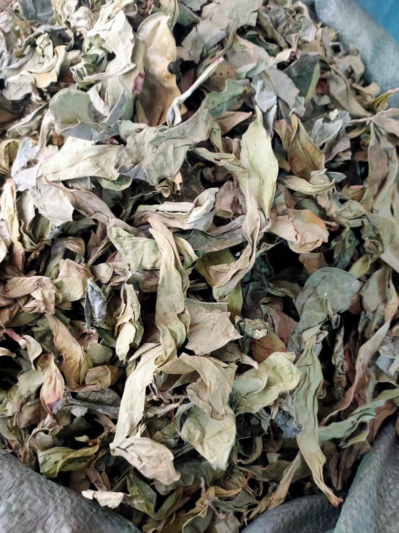中药材新货龙利叶龙俐叶龙舌叶/龙脷叶牛耳叶