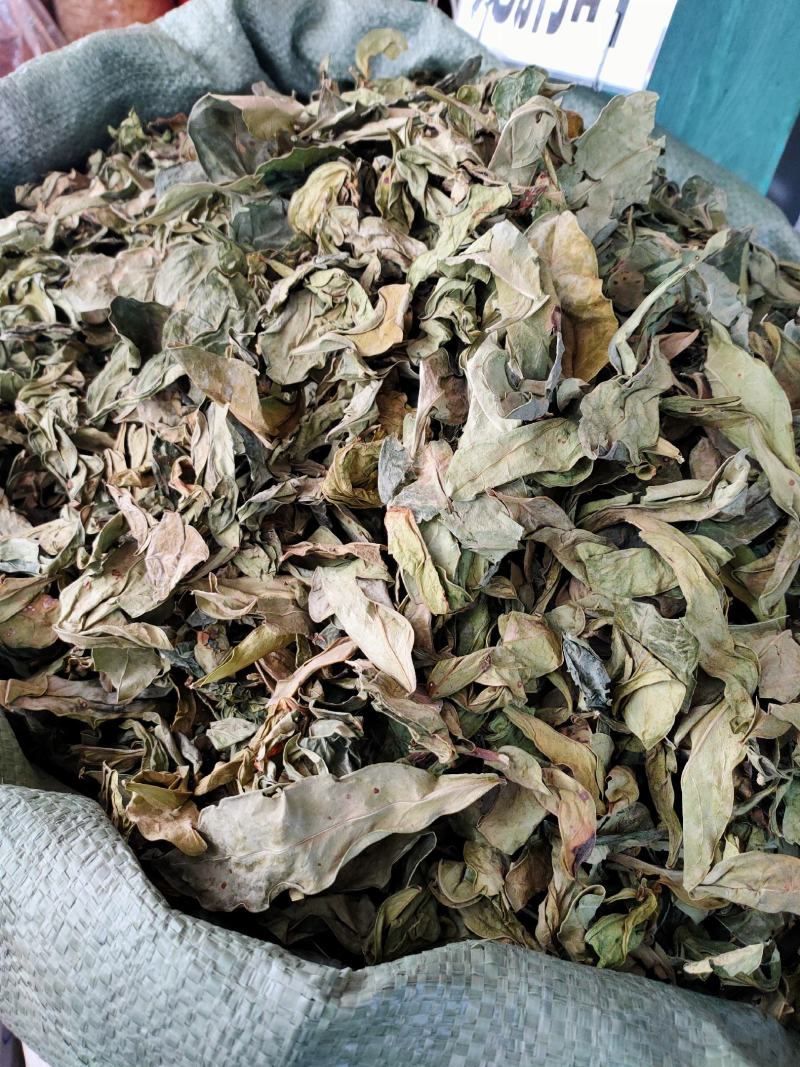 中药材新货龙利叶龙俐叶龙舌叶/龙脷叶牛耳叶