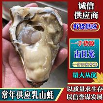 大量供应乳山生蚝1-4两规格齐全鲜货供应全国发货