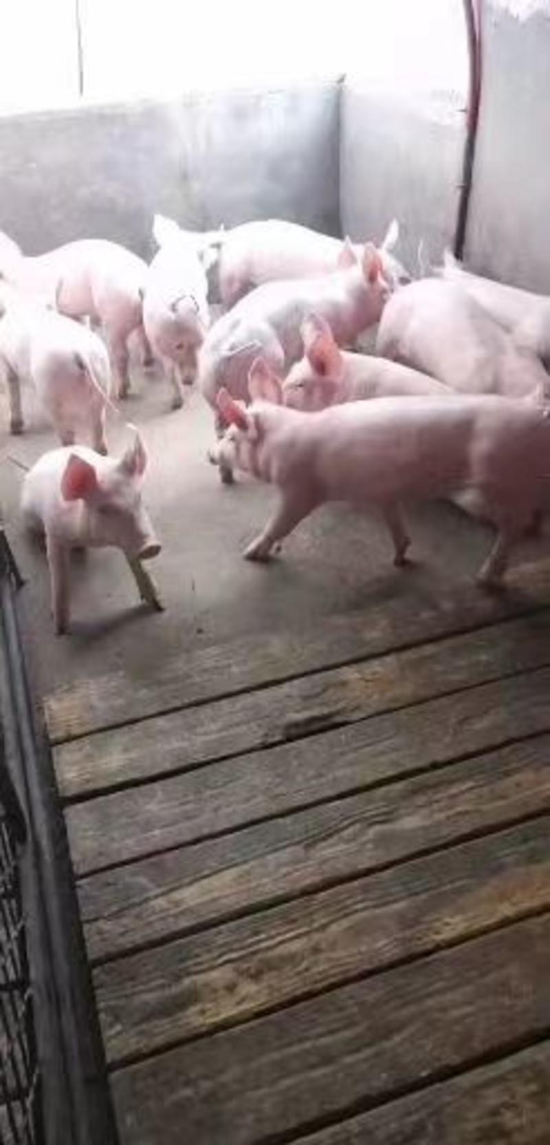 原种一代母猪二元母猪苏太母猪可以视频看货送货上门