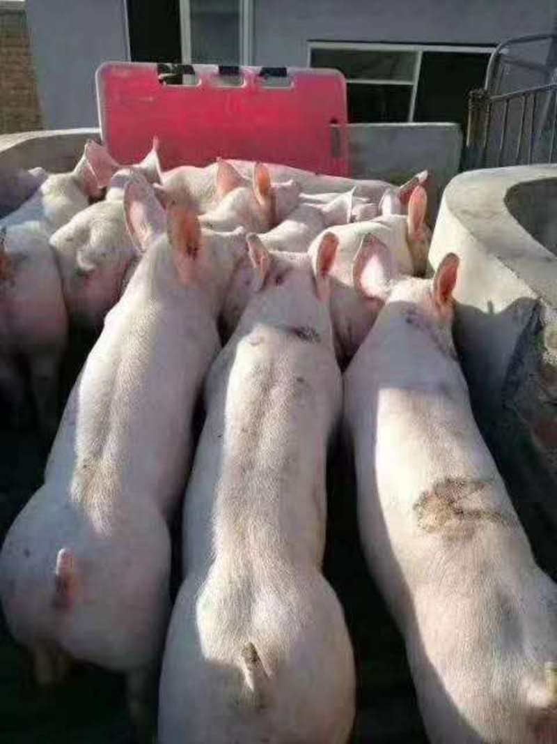 原种一代母猪二元母猪苏太母猪可以视频看货送货上门