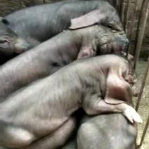 原种一代母猪二元母猪苏太母猪可以视频送货上门
