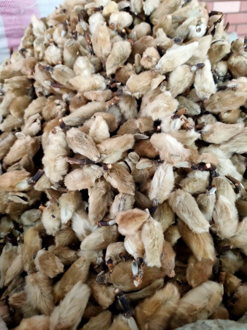 中药材正品辛夷，辛夷花新货晒干可磨辛夷粉辛夷花粉
