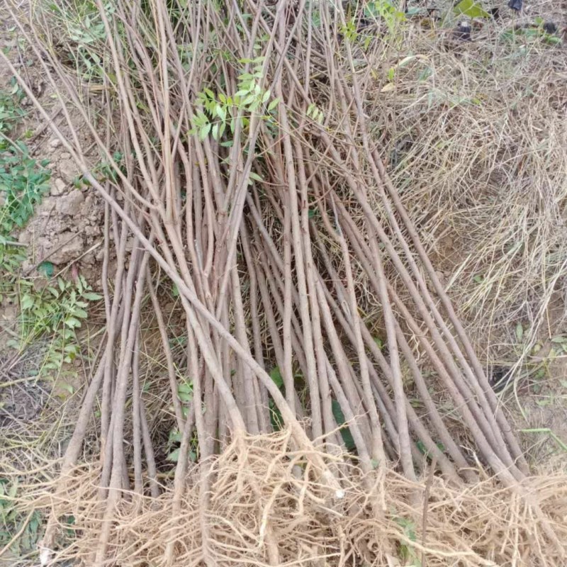 文冠果苗(出油率特高的树)加工后可食用，保健作用特好。