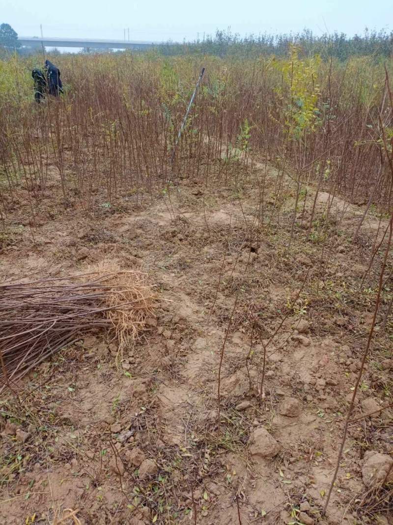 文冠果苗(出油率特高的树)加工后可食用，保健作用特好。