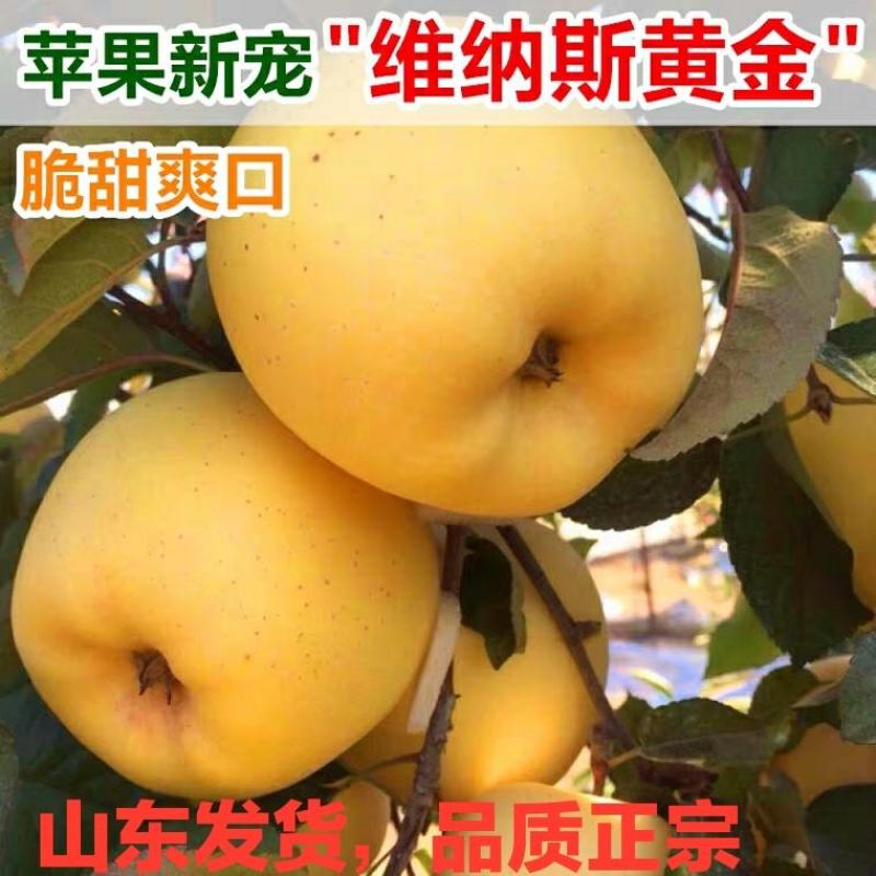 维纳斯黄金苹果，颜色金黄，苹果贵族，脆甜可口