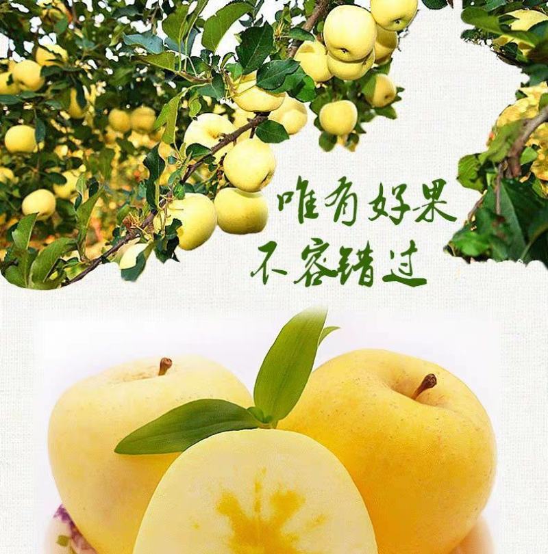 维纳斯黄金苹果，颜色金黄，苹果贵族，脆甜可口