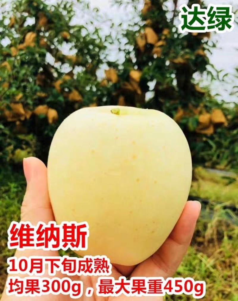 维纳斯黄金苹果，颜色金黄，苹果贵族，脆甜可口