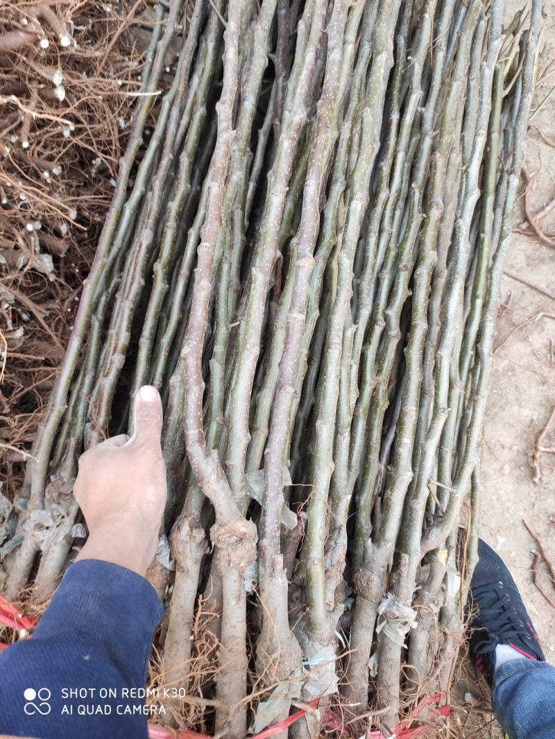 维纳斯黄金苹果，颜色金黄，苹果贵族，脆甜可口