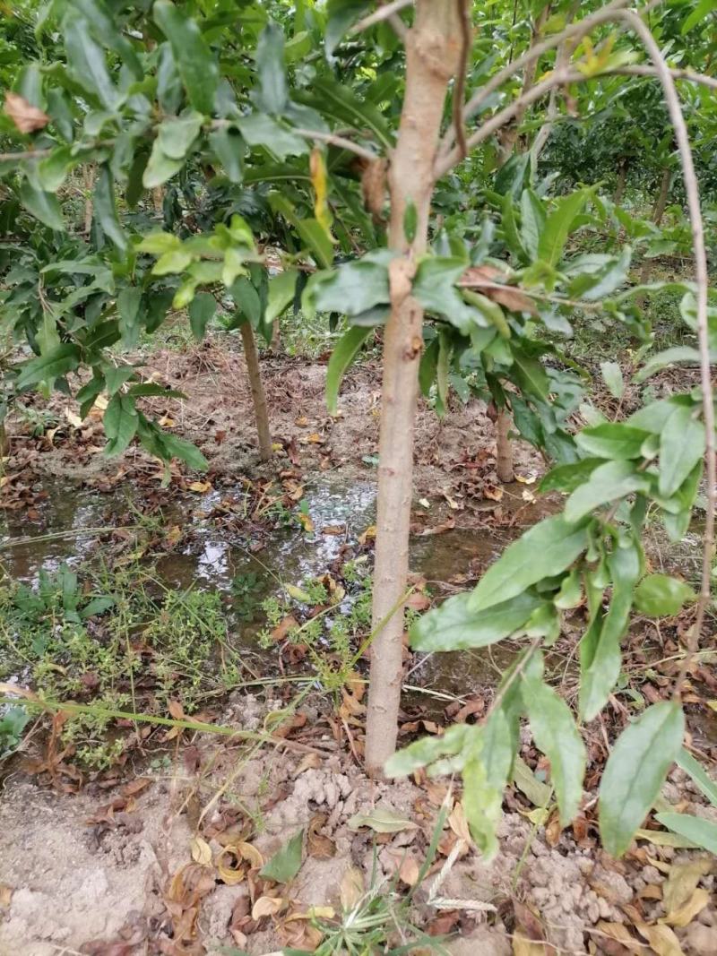 3年苗当年结果个大饱满软籽甜石榴蒙阳红突尼斯矮化石榴苗