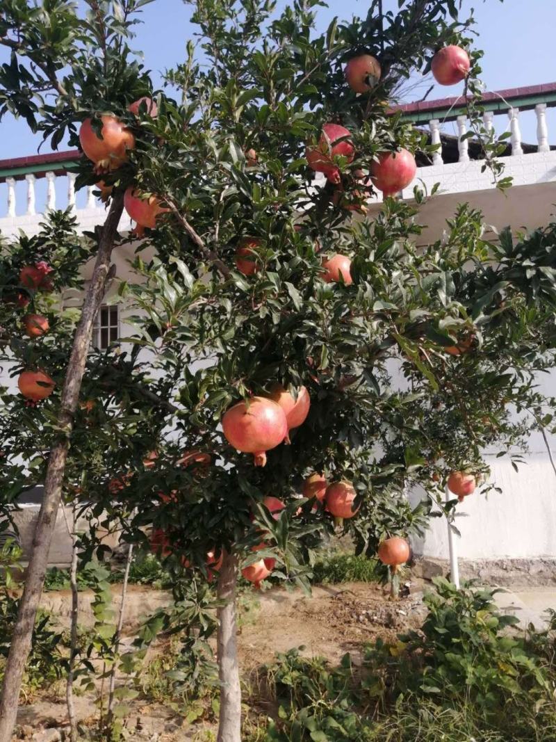 3年苗当年结果个大饱满软籽甜石榴蒙阳红突尼斯矮化石榴苗