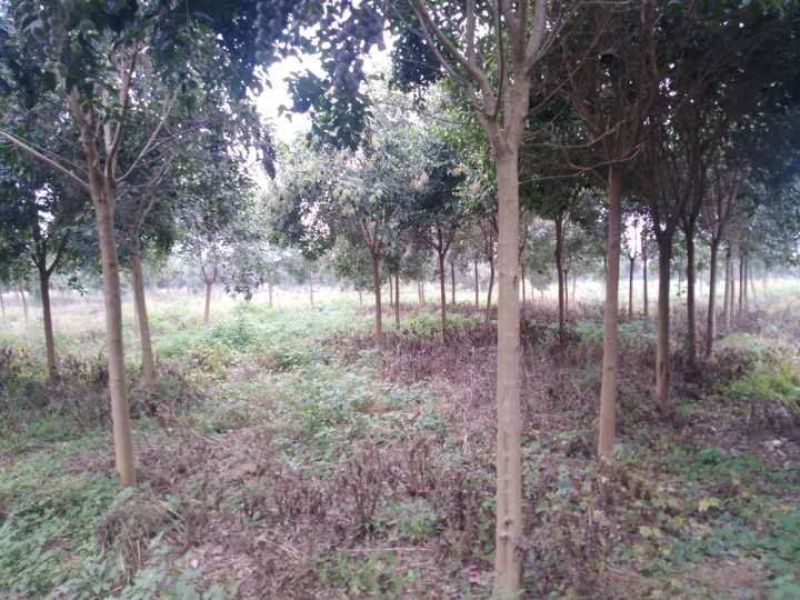 高杆女贞7至10公分的，大量供应，基地在萧县。