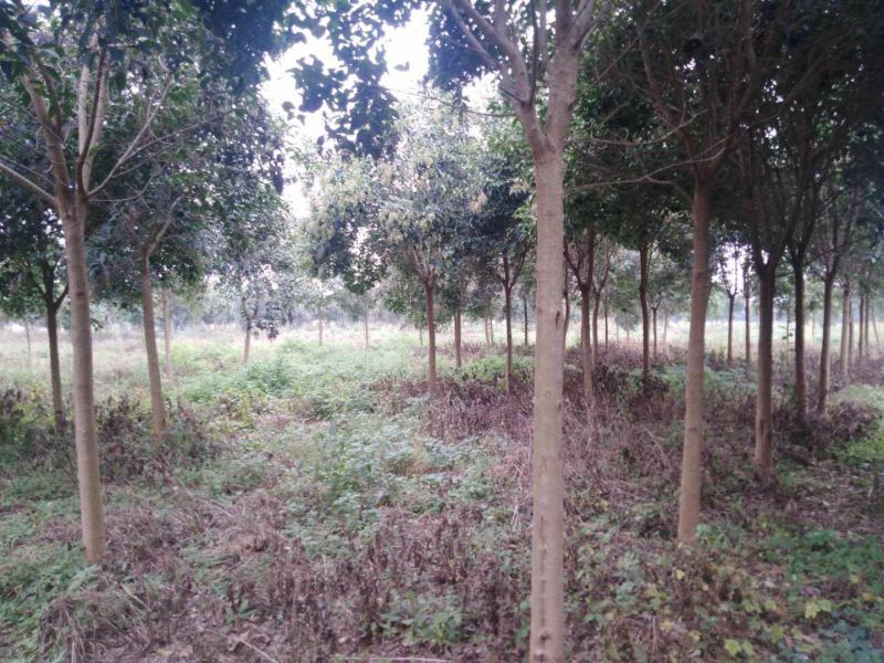高杆女贞7至10公分的，大量供应，基地在萧县。
