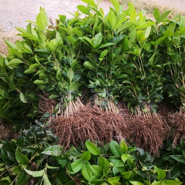 【推荐】桂花苗桂花大小苗产地直销成活率高量大从优