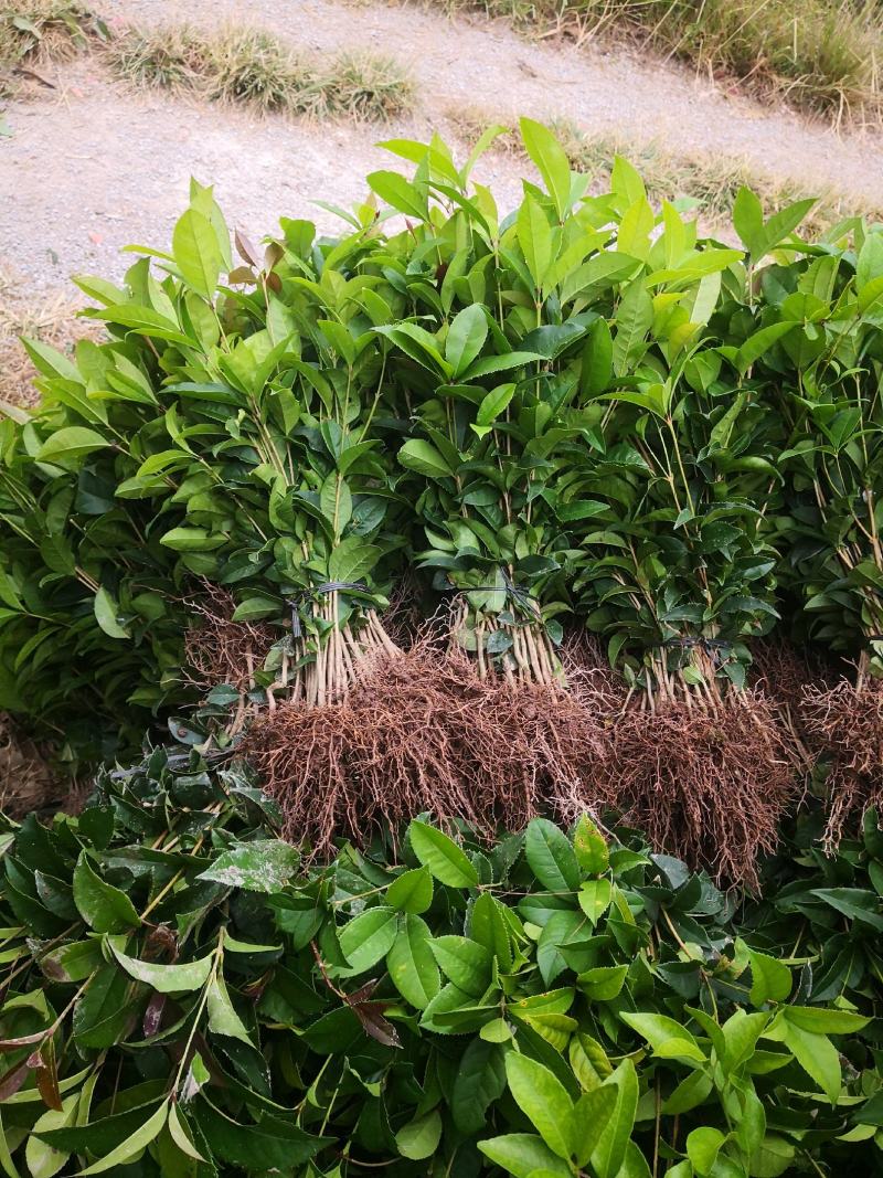 【推荐】桂花苗桂花大小苗产地直销成活率高量大从优