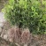 【推荐】桂花苗桂花大小苗产地直销成活率高量大从优