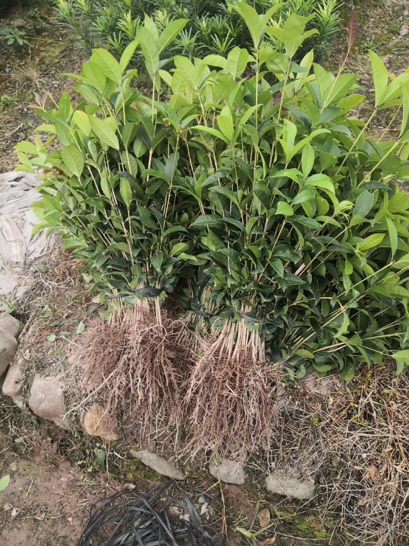 【推荐】桂花苗桂花大小苗产地直销成活率高量大从优