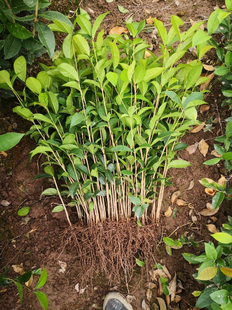 【推荐】桂花苗桂花大小苗产地直销成活率高量大从优