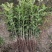 【推荐】桂花苗桂花大小苗产地直销成活率高量大从优