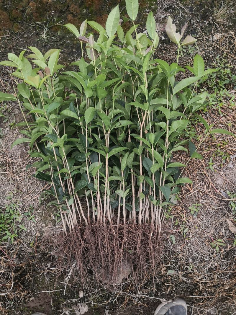 【推荐】桂花苗桂花大小苗产地直销成活率高量大从优