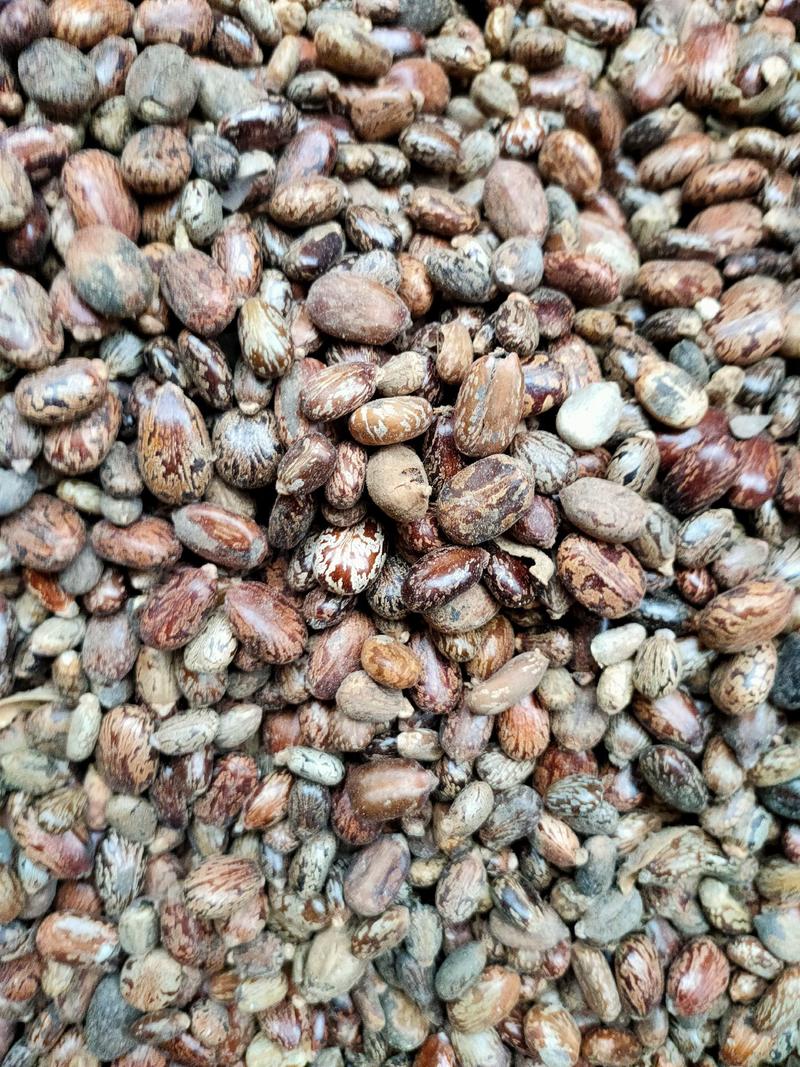 蓖麻子蓖麻籽中药材新鲜干货，大粒