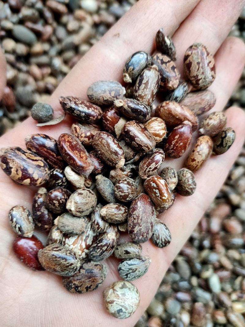 蓖麻子蓖麻籽中药材新鲜干货，大粒