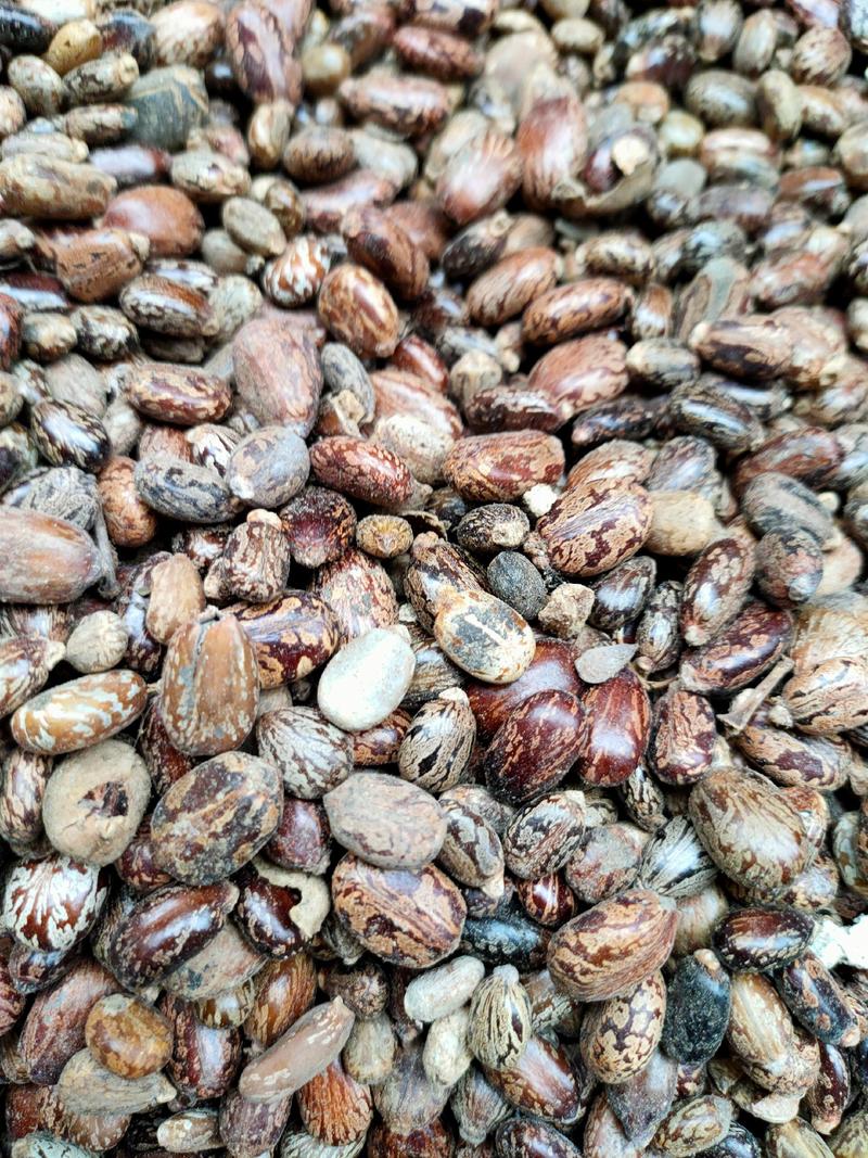 蓖麻子蓖麻籽中药材新鲜干货，大粒