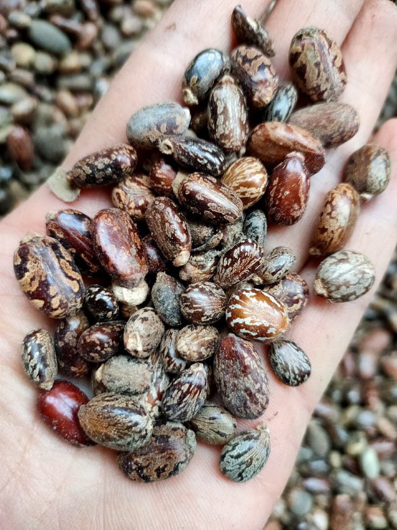 蓖麻子蓖麻籽中药材新鲜干货，大粒