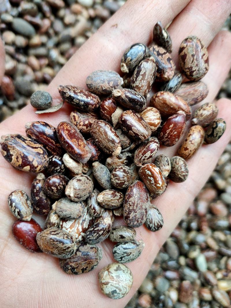蓖麻子蓖麻籽中药材新鲜干货，大粒