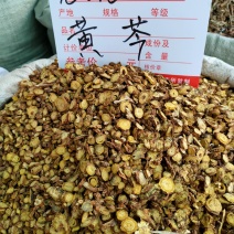 中药材黄芩野生无硫黄岑黄芹黄苓黄芩茶中药黄芩根