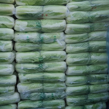 河北玉田大白菜品质好价格优！发往全国各地可做各种包装！