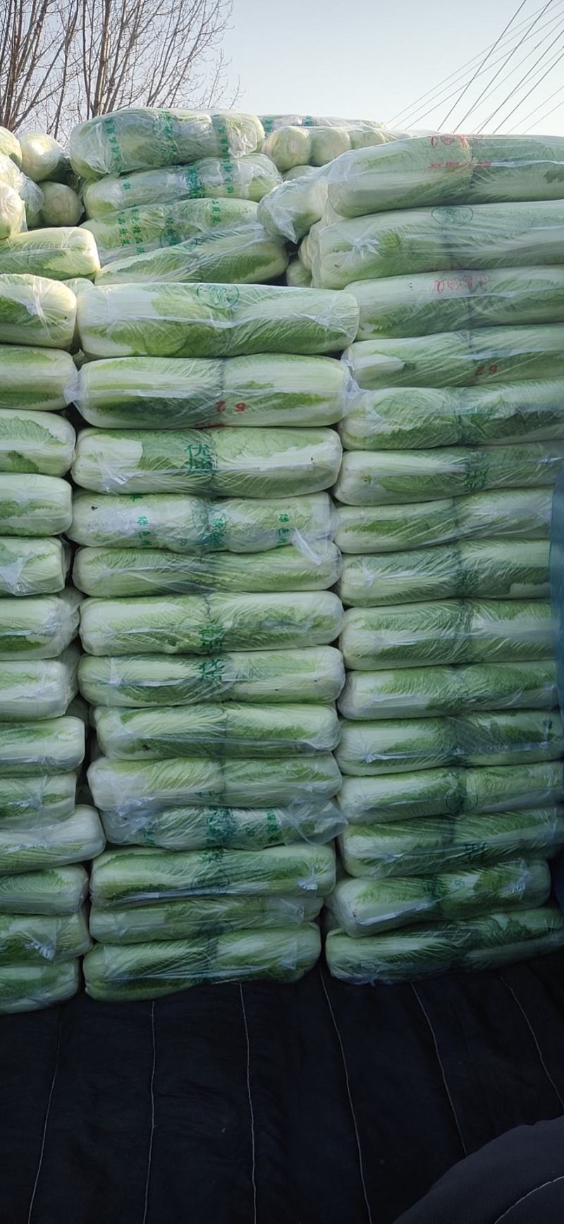 河北玉田大白菜品质好价格优！发往全国各地可做各种包装！